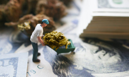 cannabis stocks