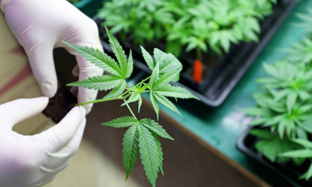 Avant Brands Analysis + NFL Announces Cannabis Study