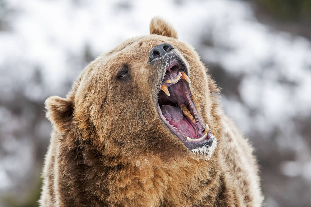 3 Alternative Moves for Your Cash as the Bear Roars