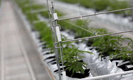 Canopy Growth stock