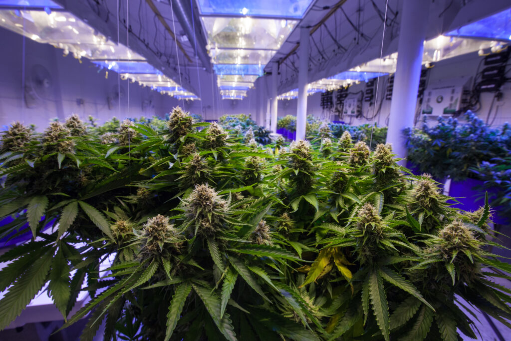 GrowGeneration stock
