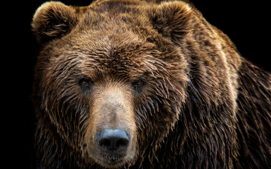 One Indicator You Need for the Bear Market’s End
