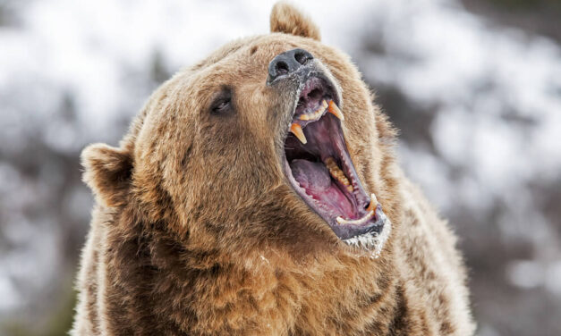 CFO Makes His Case Why Coronavirus Will Lead to ‘Brutal Bear Market’