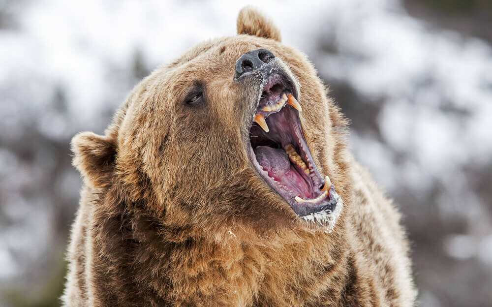 What Is a Bear Market and How Should I Invest When Stocks Sink?