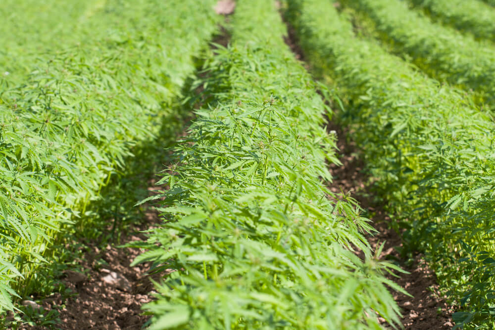 Congress Approves Legal Hemp, $400 Billion for Farmers, Forests, Poor