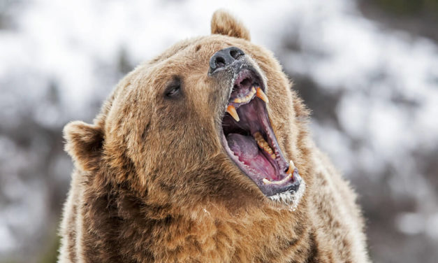 3 Alternative Moves for Your Cash as the Bear Roars