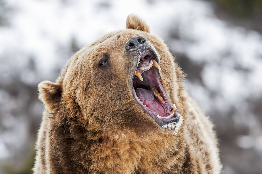 A Recession is Coming. Is it Bringing a Bear Market With It?