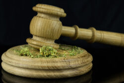 Cannabis Legalization Update: What New York’s Breakthrough Means