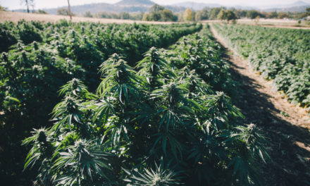 Oregon Preparing for Possible Interstate Marijuana Commerce