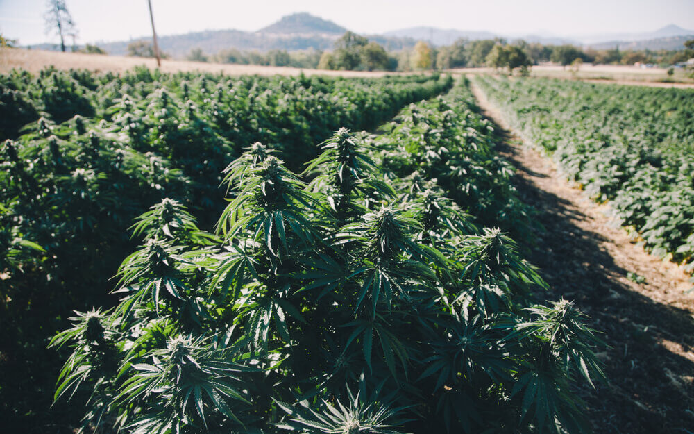 Viewer Q&A: 4 Cannabis Grow Supply Stocks Analyzed