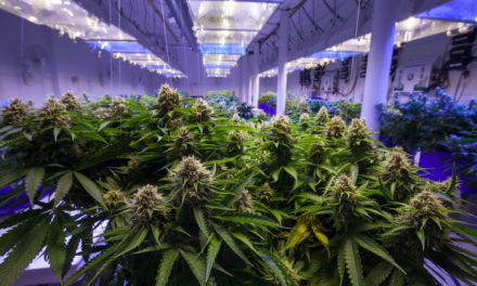 Utah Farmers, Entrepreneurs Vie for Hot Ticket to Grow Medical Pot