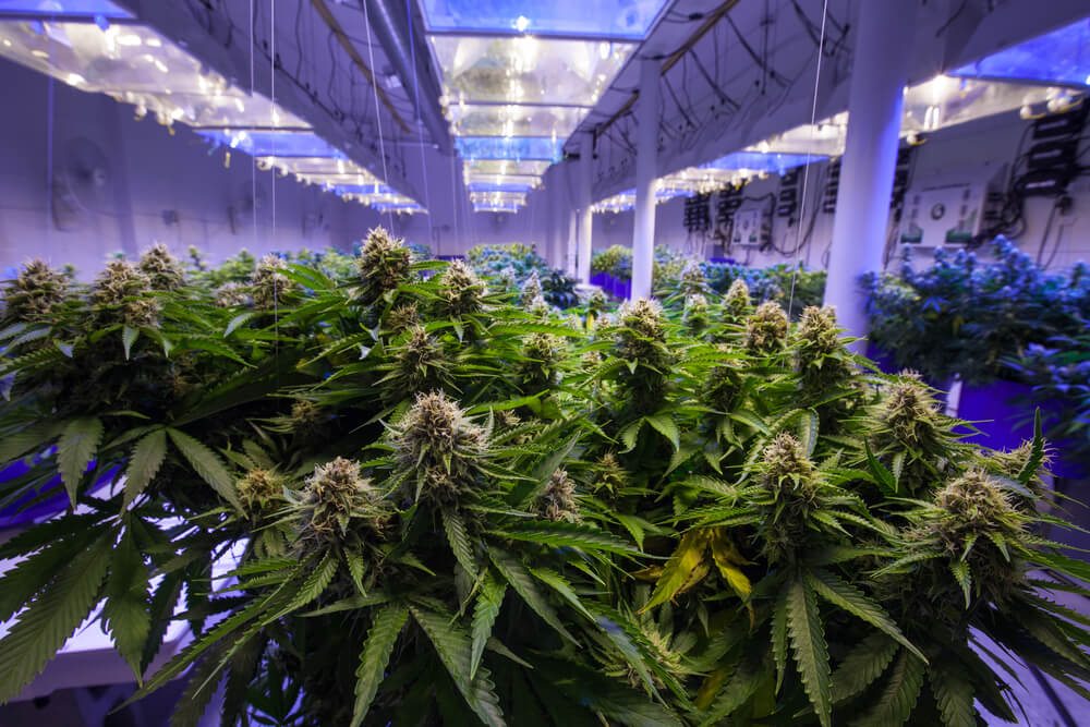 Utah Farmers, Entrepreneurs Vie for Hot Ticket to Grow Medical Pot