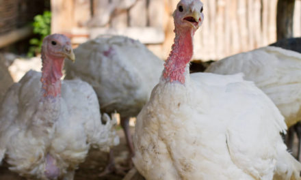 Bonner: When It Comes to the Stock Market, We’re the Turkeys, Not the Farmers