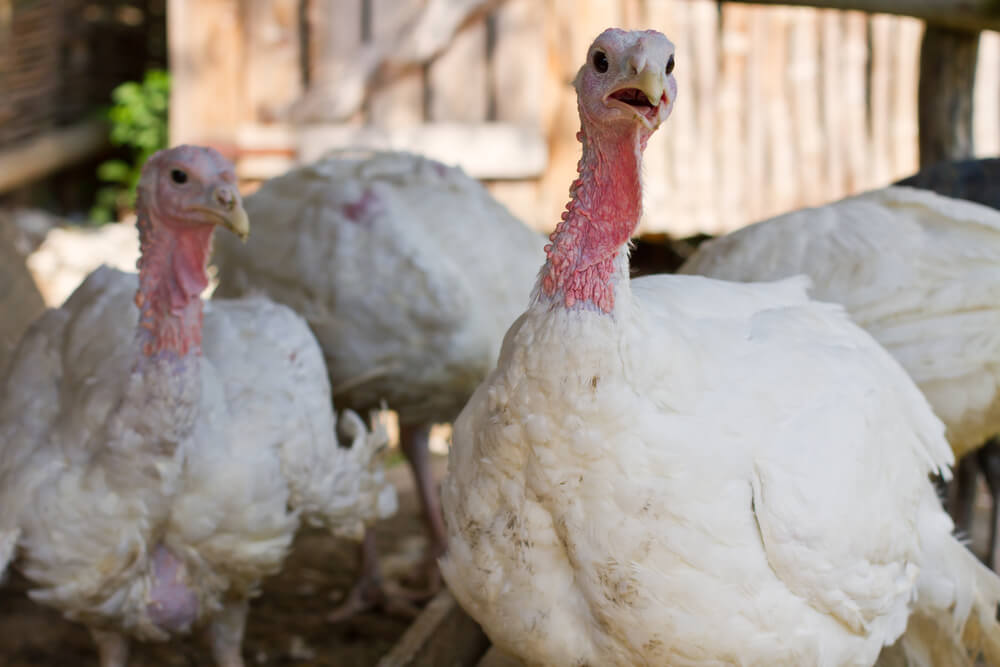 Bonner: When It Comes to the Stock Market, We’re the Turkeys, Not the Farmers