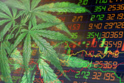 Marijuana Market Update: The Riskiness of Cannabis Stocks