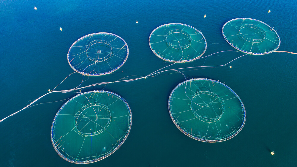 fish farm