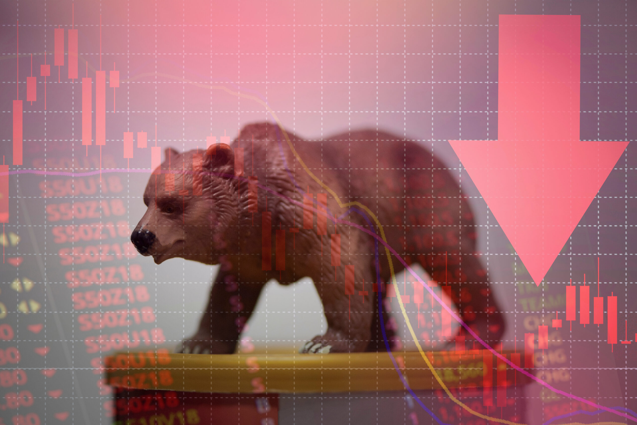 Identify A Big Bad Bear In Three Easy Steps