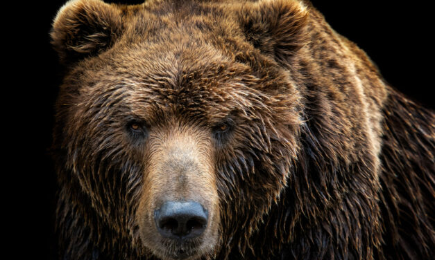 One Indicator You Need for the Bear Market’s End