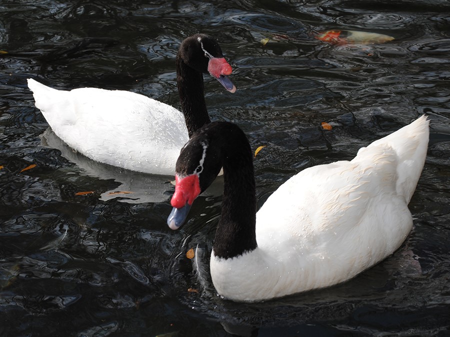 03_29_23 black-necked swan