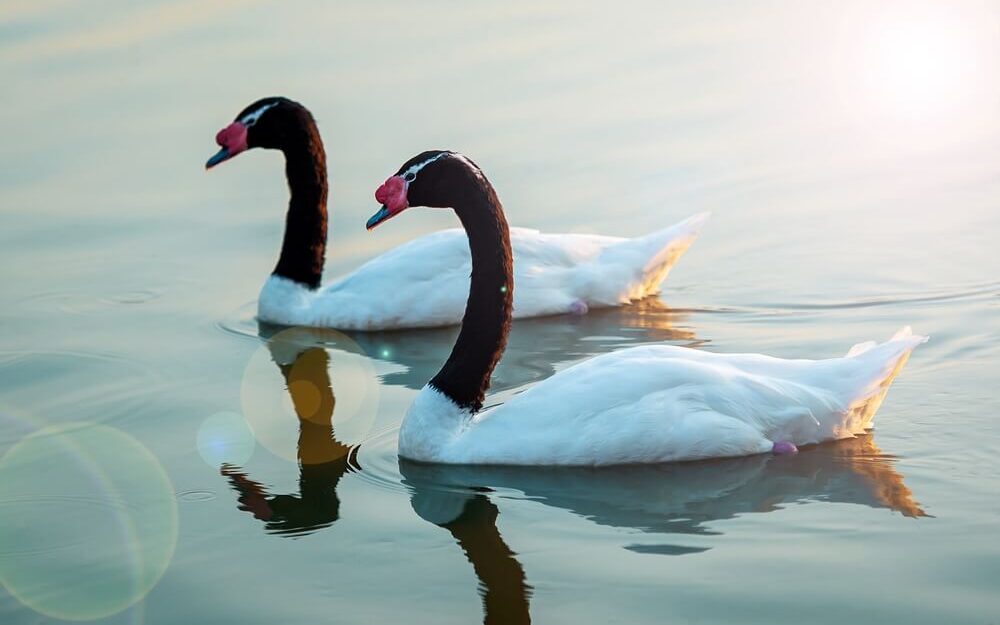 Before You Get Hung Up on Black Swans…