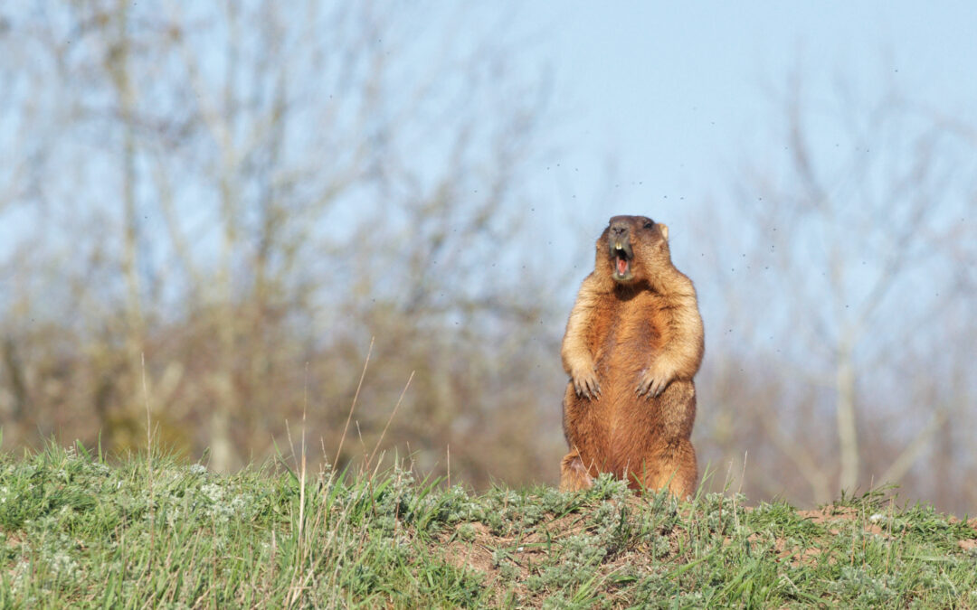 It’s Groundhog Day for Corporate America